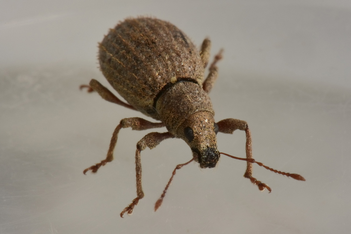 Curculionidae:  Sciaphilus asperatus